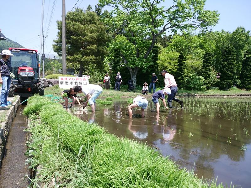 会員募集！【やしおの会】酒造り・米作りをもっと身近に。